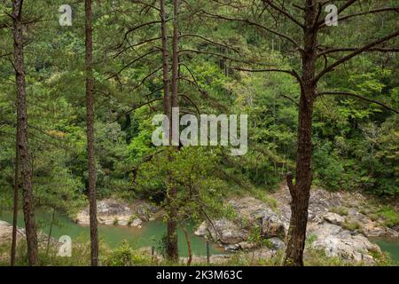 La bellezza pacifica del flusso d'oro e della foresta a da Lat, Lam Dong, Vietnam Foto Stock