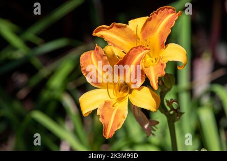 Primo piano di fiori d'arancio (hemerocallis fulva) in fiore Foto Stock