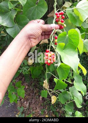 Giloy (in inglese: Tinospora cardifolia) ha una vite multivariata. Le sue foglie sono come foglie di betel. E 'noto con molti nomi in Ayurveda, come Amrita Foto Stock