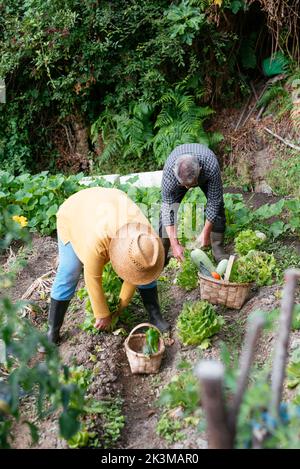 Da sopra anonimo uomo e donna in abiti casual piegandosi in avanti e raccogliendo lattuga matura durante il lavoro in fattoria il giorno d'estate Foto Stock