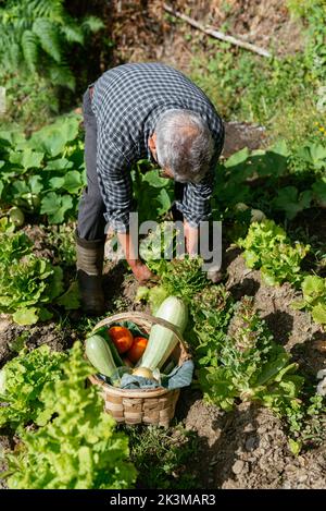 Dall'alto uomo di mezza età in abiti casual raccolta lattuga vicino al cestino con verdure durante il lavoro in fattoria il giorno di sole estate Foto Stock