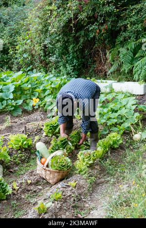 Dall'alto uomo di mezza età in abiti casual raccolta lattuga vicino al cestino con verdure durante il lavoro in fattoria il giorno di sole estate Foto Stock