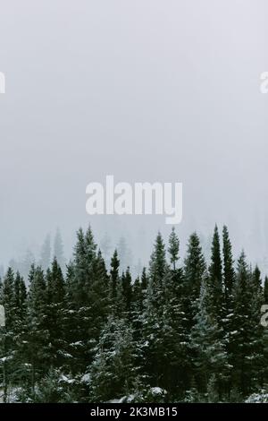 Vista mozzafiato delle cime verdi di spruces che crescono contro il pendio di montagna in una giornata di nebbia grigia in inverno nella Valle dei fantasmi in Monts Valin National Foto Stock