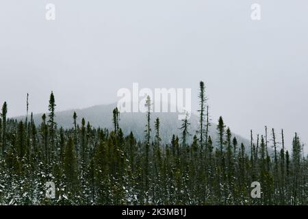 Vista mozzafiato delle cime verdi di spruces che crescono contro il pendio di montagna in una giornata di nebbia grigia in inverno nella Valle dei fantasmi in Monts Valin National Foto Stock