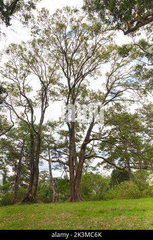 Una bella pineta naturale a da Lat, Lam Dong, Viet Nam Foto Stock