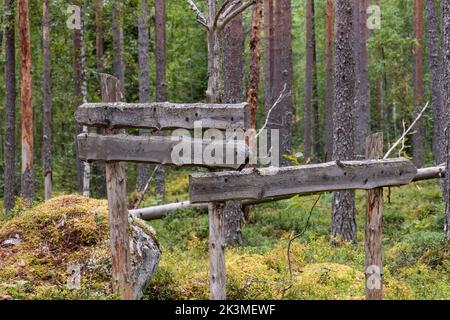 Vuoto vecchio cartello in legno in una foresta con pini sullo sfondo Foto Stock