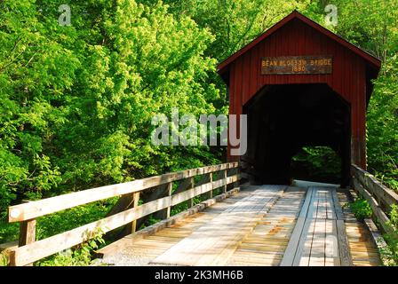 L'affascinante Bean Blossom Covered Bridge, nella contea di Brown, Indiana, attraversa un piccolo torrente in una foresta Foto Stock