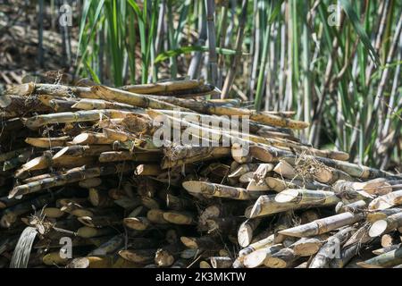 mucchio di canna da zucchero matura appena tagliata pronto per essere portato dal muliere al mulino per la lavorazione e la produzione di panela e canna da zucchero Foto Stock