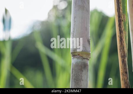 vista dettagliata di una canna da zucchero pronta per essere tagliata e lavorata come zucchero o panela artigianale al zuccherificio. canna bianca. concetto agricolo. Foto Stock