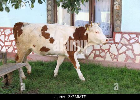 Il villaggio sassone rurale di Viscri in Transilvania, dove il principe Carlo, ora re, possiede una proprietà per contribuire a garantire il suo futuro sostenibile, in Romania. Foto Stock