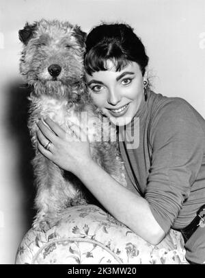 JOAN COLLINS con la star del canino Johnny su set candid durante le riprese di TURN LA CHIAVE 1953 regista JACK LEE romanzo John Brophy Maurice Cowan Productions / General Film Distributors (GFD) Foto Stock