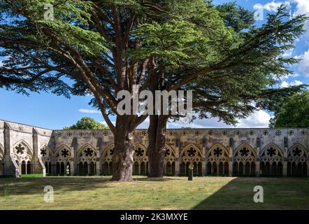 Due alberi di cedro giganti nel chiostro della cattedrale di Salisbury, il più grande in Inghilterra, il Wiltshire, Inghilterra Foto Stock