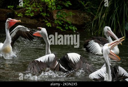 Tempo di alimentazione per i pellicani australiani (Pelecanus cospicillatus) a Sydney, NSW, Australia (Foto di Tara Chand Malhotra) Foto Stock