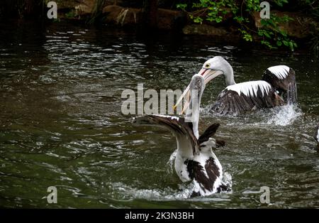 Tempo di alimentazione per i pellicani australiani (Pelecanus cospicillatus) a Sydney, NSW, Australia (Foto di Tara Chand Malhotra) Foto Stock