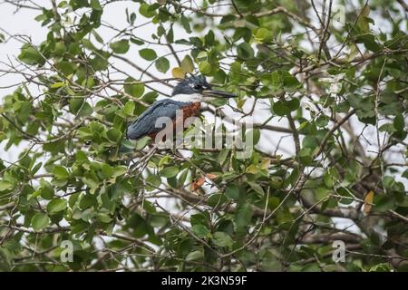 Ringed Kingfisher, Megaceryle torquata.Sud America Foto Stock