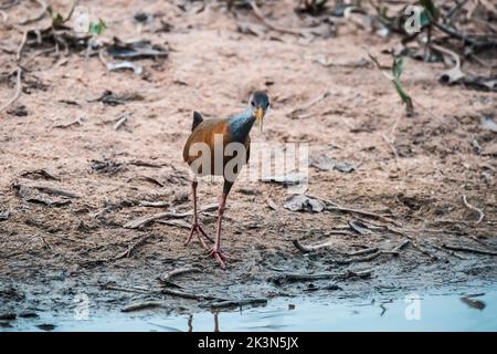 Legno-rotaia gigante (aramides ypecaha) Marshes Iberà, Provincia di Corrientes, Argentina Foto Stock