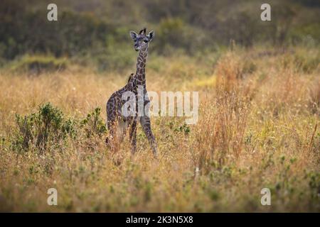 Una piccola giraffa Masai catturata nel deserto fissando in lontananza Foto Stock