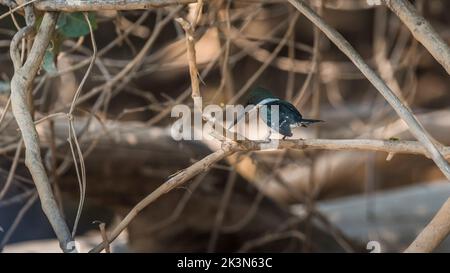 Ringed Kingfisher, Megaceryle torquata.Sud America Foto Stock