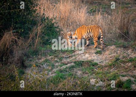 Le tigri sub-adulte si salutano dalle rive del fiume Ragganga al Parco Nazionale Jim Corbett, Uttarakhand, India Foto Stock