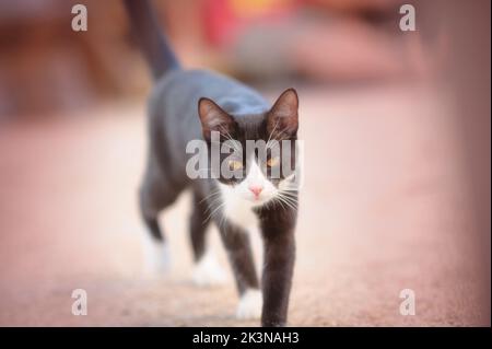 Un gatto bianco e nero che cammina sulla ghiaia Foto Stock