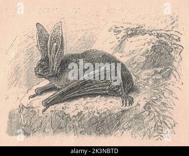 Antica illustrazione incisa del pipistrello marrone dalle orecchie lunghe. Illustrazione vintage del pipistrello marrone dalle orecchie lunghe. Antica immagine incisa del pipistrello marrone dalle orecchie lunghe. Foto Stock