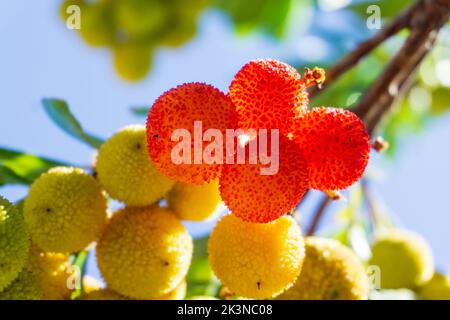 I frutti di Arbutus spinosi gialli maturano su un ramo in un frutteto Foto Stock