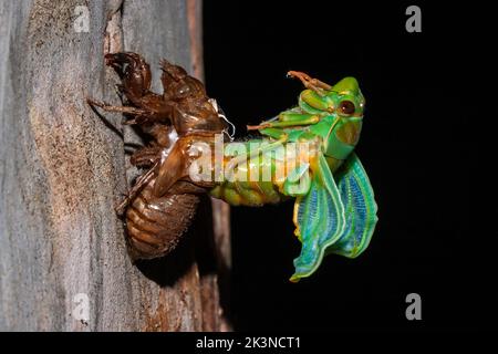 Australian Green Grocer Cicada emergendo di notte come un adulto dalla fase ninfea Foto Stock