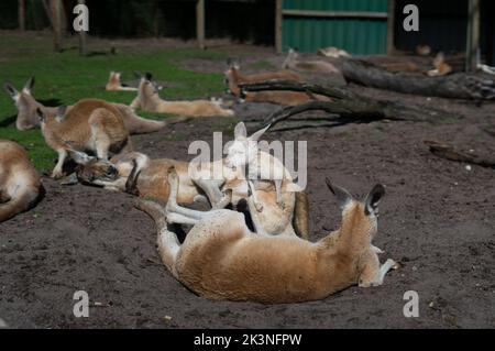 Canguri al Whiteman Park, vicino a Perth, Australia Occidentale Foto Stock