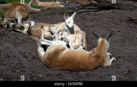 Canguri al Whiteman Park, vicino a Perth, Australia Occidentale Foto Stock