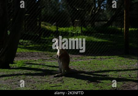 Un canguro al Whiteman Park, vicino a Perth, Australia Occidentale Foto Stock