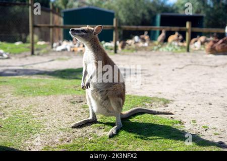 Canguri al Whiteman Park, vicino a Perth, Australia Occidentale Foto Stock