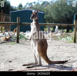 Canguri al Whiteman Park, vicino a Perth, Australia Occidentale Foto Stock