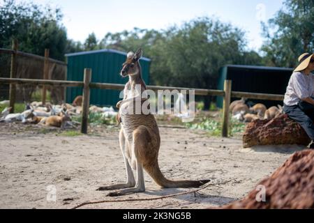 Canguri al Whiteman Park, vicino a Perth, Australia Occidentale Foto Stock