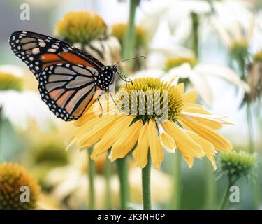 Primo piano monarca a farfalla arroccato su un fiore giallo in un giardino luminoso con fiori sfocati bianchi e verdi sullo sfondo Foto Stock
