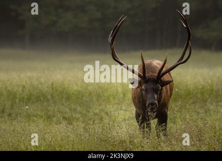 Tagged Bull Elk si ferma a guardare in su mentre pascolano nel prato Smokies Foto Stock