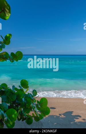 St. Croix Azure Waters Deep Blue Sky Sunny Day con uva di mare Foto Stock