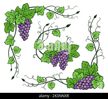 Grappolo d'angolo grappolo vine vintage set. Schizzo inchiostro disegnato a mano contorno vino uva bordo, cornice bacca floreale. Elementi decorativi antico disegno di incisione. Bozzetti per l'imballaggio del vino, menu, scheda, poster Illustrazione Vettoriale