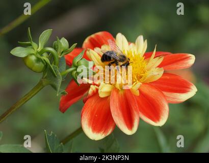 Primo piano di un'ape che impollinava un fiore rosso e giallo di Dahlia Foto Stock