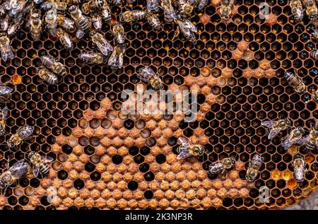 Api mellifere in alveare con miele, larve visibili e api regine Foto Stock