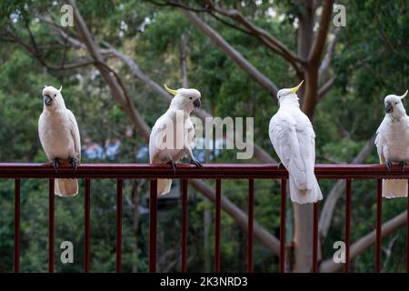 Uccelli appollaiati su ringhiere nel balcone dell'edificio. Concetto di uccelli ed esseri umani che coabitano. Uccelli che sopravvivono in aree urbane umane in Australia. Foto Stock