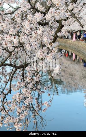 La gente che ha corso nel bacino del Tidal durante il Cherry Blossom Festival a Washington DC Foto Stock