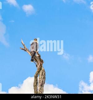 Merlin (Falco colombarius) seduto su un albero morto. Riserva naturale Blackwater National Wildlife Refuge. Maryland. STATI UNITI Foto Stock