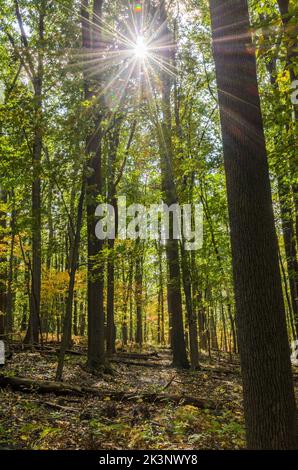 I boschi del Catottin Mountain Park in autunno, fuori Thurmont, Maryland. Foto Stock