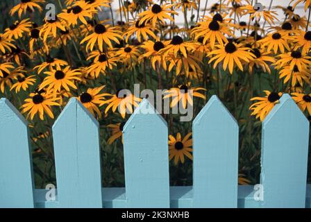 FIORI DI RUDBECKIA (CONOSCIUTO ANCHE COME CONO FLOWERS0 CHE CRESCE ALL'INTERNO DI RECINZIONE DI PICKET DI LEGNO BLU. Foto Stock