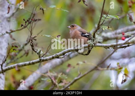 Paffumicatura maschio [ Gringilla coelebs ] in albero con qualche bacche rosse Foto Stock