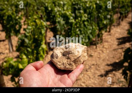 Campione di terreno da Chablis Grand Cru vigneti denominazione, calcare e terreni di palma con fossili di ostriche, Burdundudy, Francia con vigneti sul backgrou Foto Stock