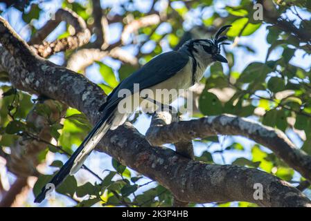 Blue magpie-jay in un albero di mele in Costa Rica Foto Stock