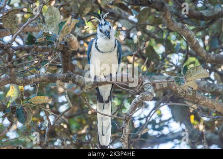 Blue magpie-jay in un albero di mele in Costa Rica Foto Stock