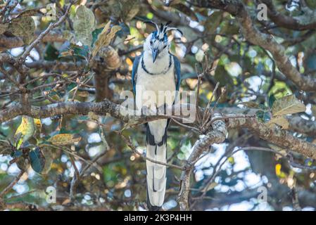 Blue magpie-jay in un albero di mele in Costa Rica Foto Stock