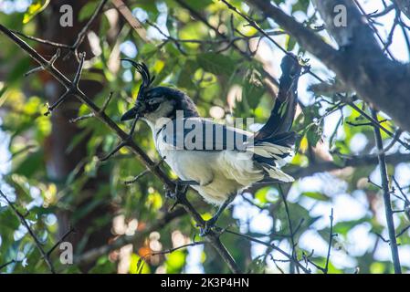 Blue magpie-jay in un albero di mele in Costa Rica Foto Stock